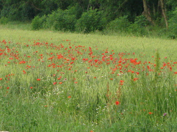 Ирина Молчанская