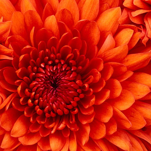 Анжелика Андриянова