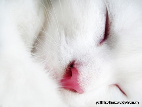 Евгения Глазкова