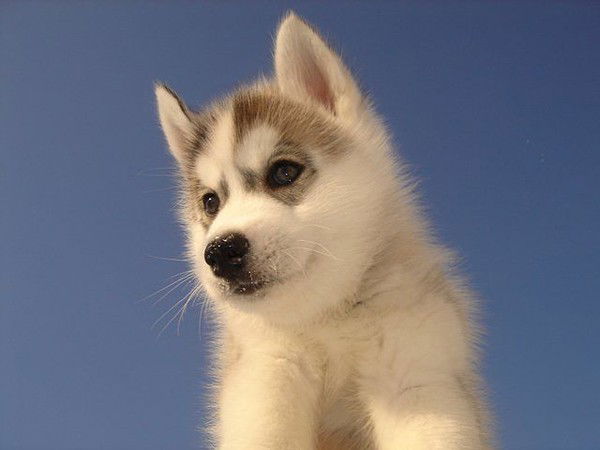 Алексей Алекс