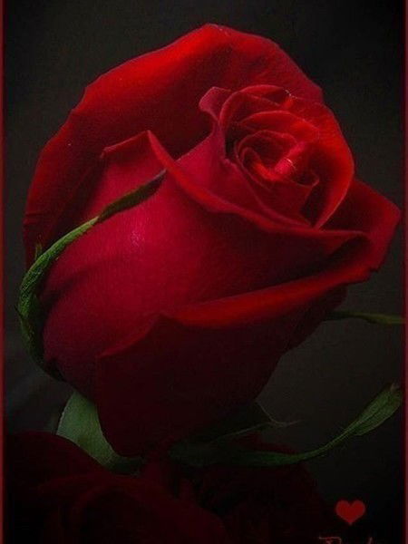 Замира Абдыхаимова