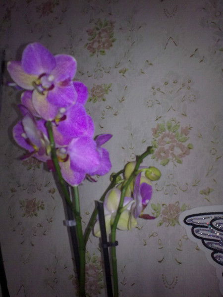 Татьяна Лупанова