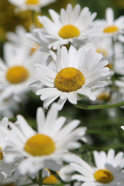 Юлия Привалова