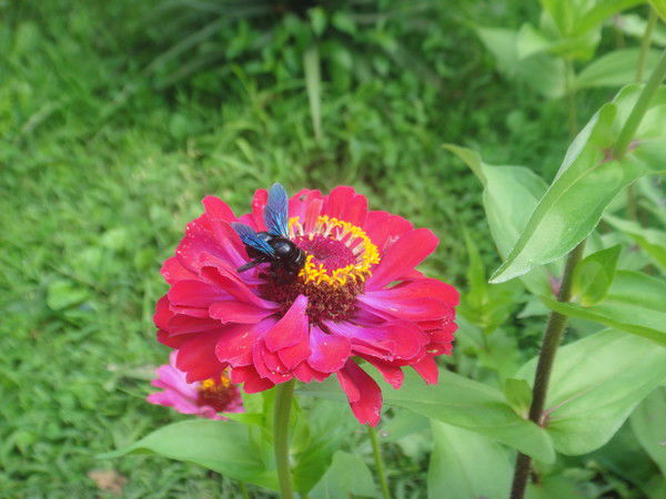 Галина Сергеева