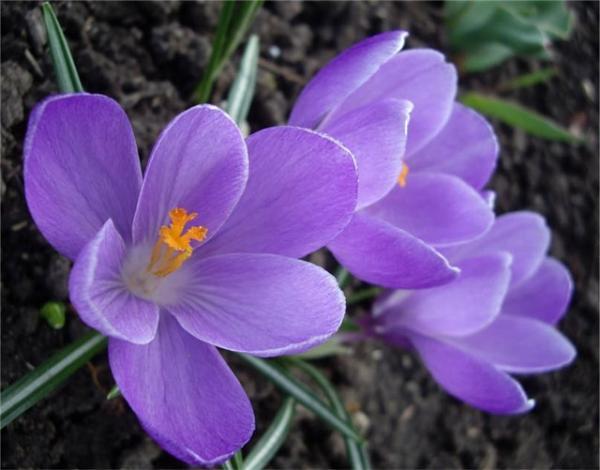 Елена Аруева