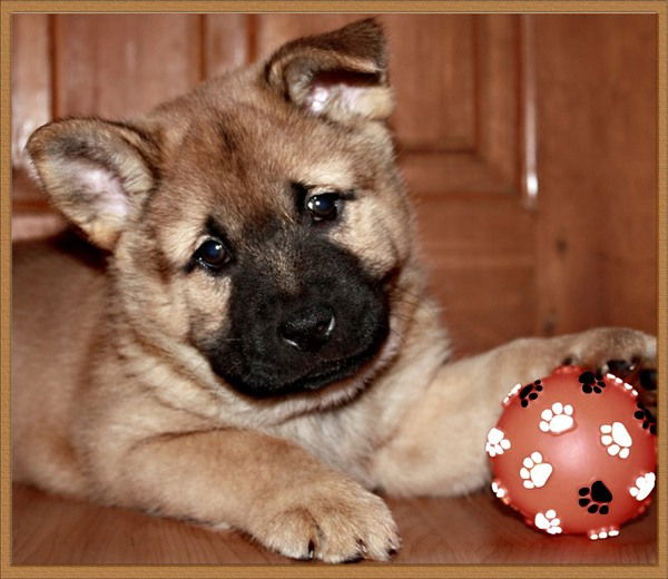 Александр Завалко