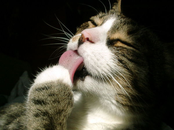 Анжелика Шильцева