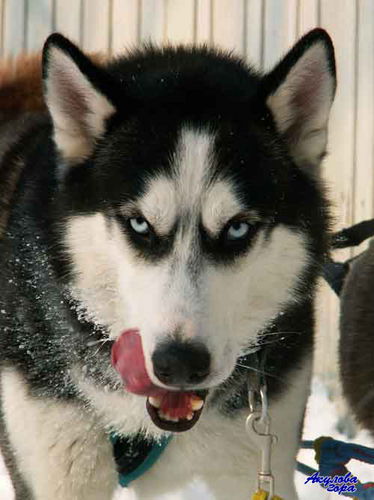 Ева Курганова