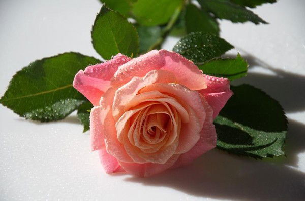 Юлия Донцова