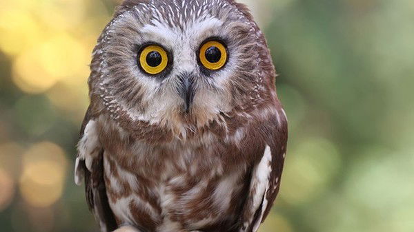 Екатерина Божко