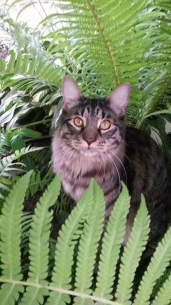 Аннушка""" """