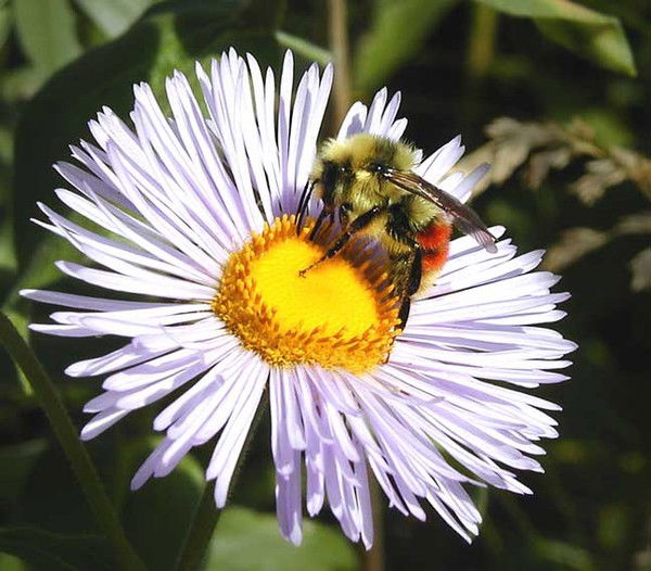 Елена Ладыгина