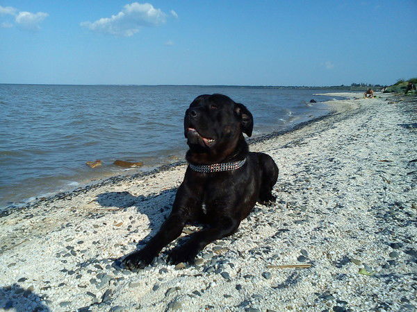 Олька Тишина