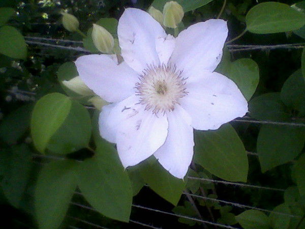 Светлана Короп