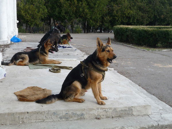 Дримпсшнсеак