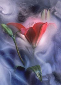 Светлана Ерофеева