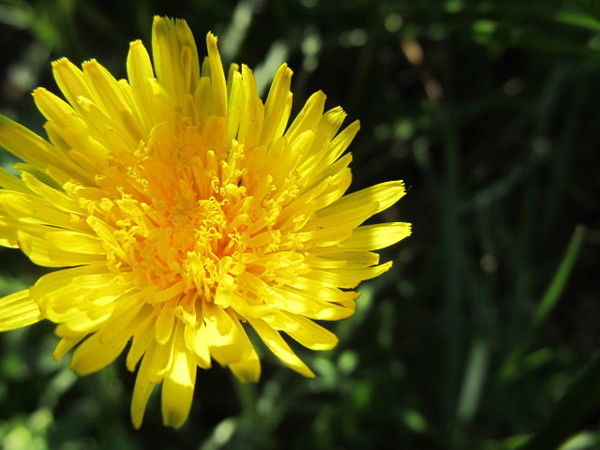 Камила Ижанова