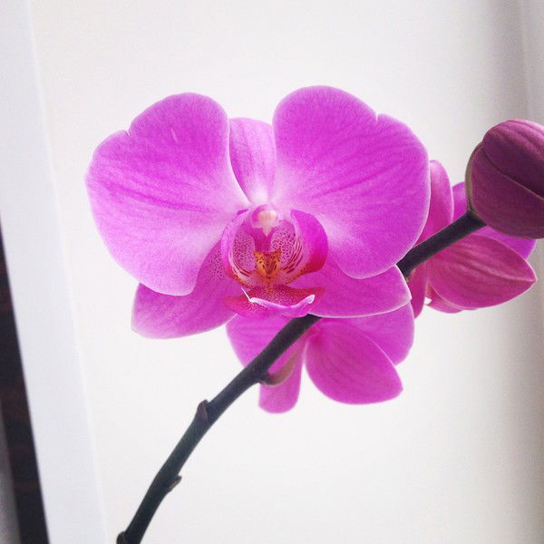 Настя Панина