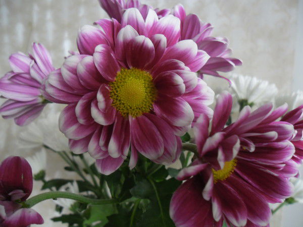 Елена Светлова