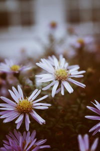 Дана Незамова