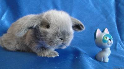 Юрий Ступак