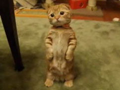 Котёнок Лав