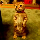 Котёнок Лав