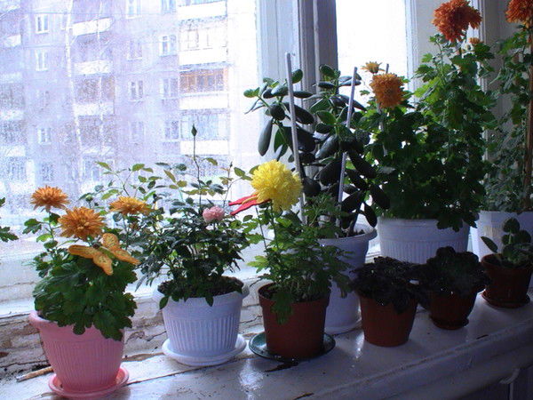 Воробьева Елена