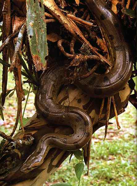 Светлана Шершнева