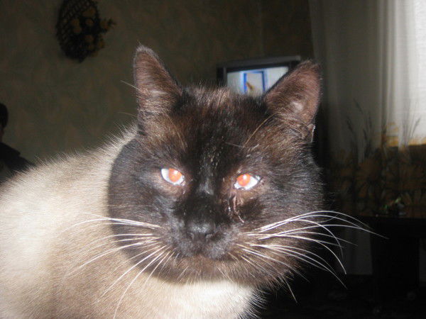 Наталия Гребенникова