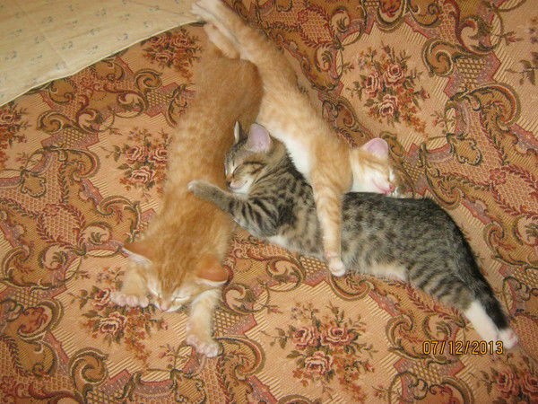 Василиса Токарева