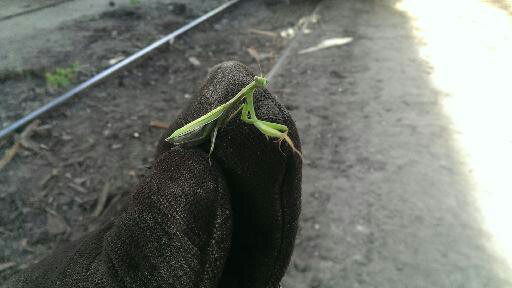 Сергей Шулешов