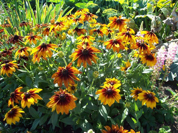 Ольга Жаворонкова