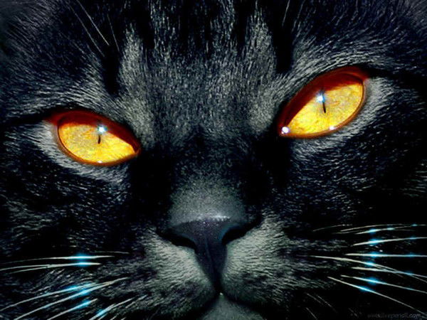 Светлана .....