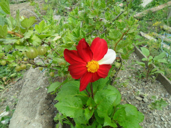 Ксения Литвинова