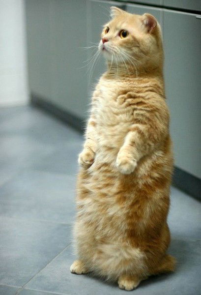 Алефтина Рудак