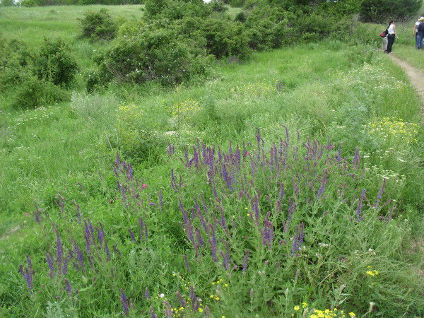 Елена Игоревна