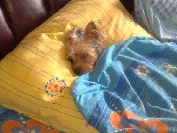 Алена Кальсина