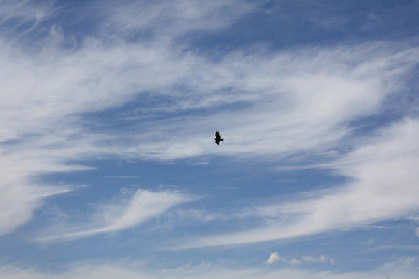 Дидар *************