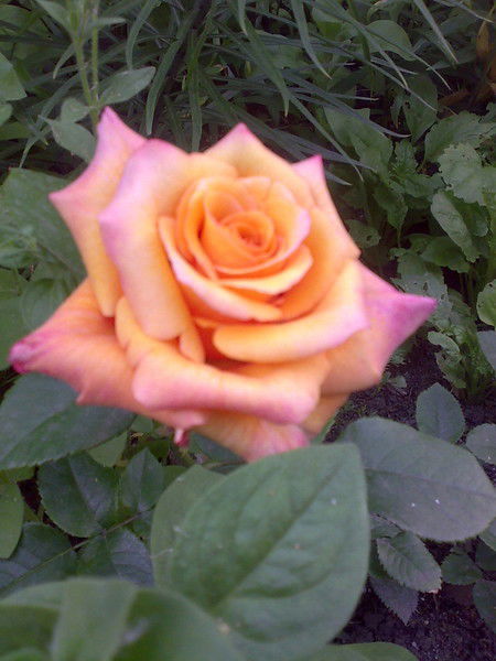 Валентина Степаненко