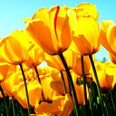 Нанайка Клон