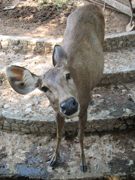 Лиза Охлиза
