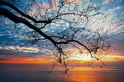 Елена Родненко