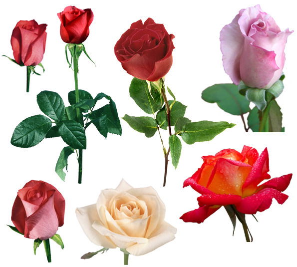 Наталья Мишенкова