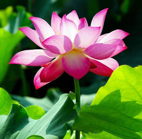 Татьяна Залилова