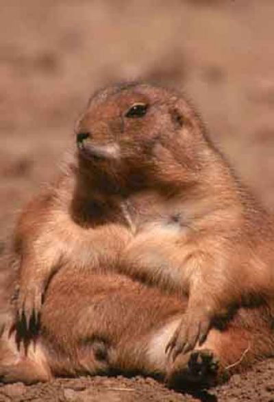 Магомед Сурхаев