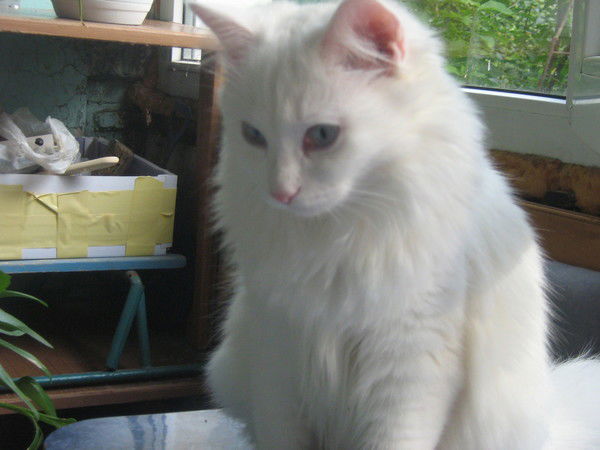 Анастасия Климова