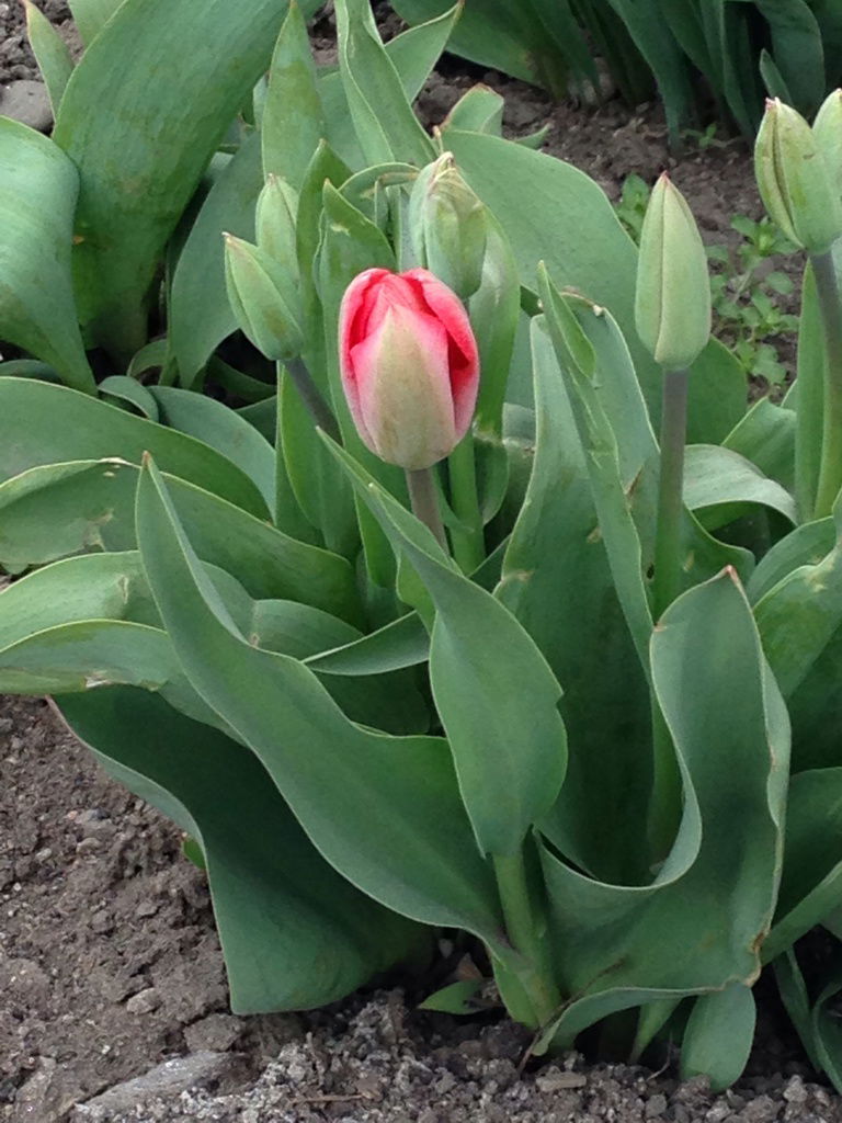 Светлана Шаталова