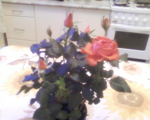 Елена Медведева