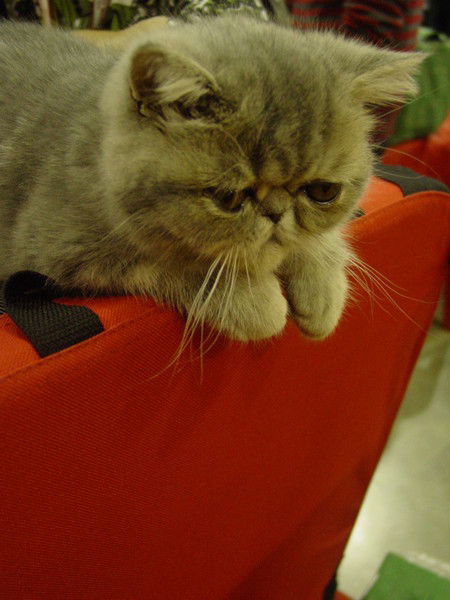 Александр Свирский